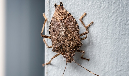 Stink Bugs