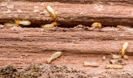 Termites