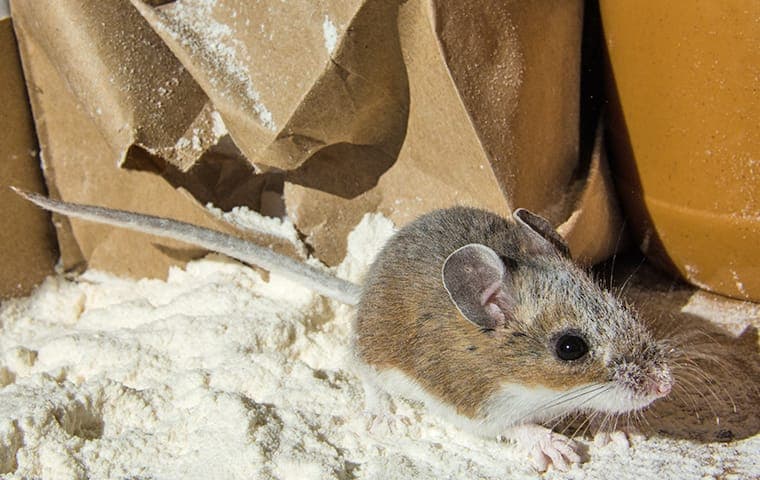 The Impact Of Food Storage On Rat Infestations: Best Practices In New ...